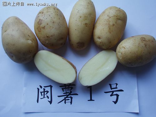 马铃薯品种-闽薯1号简介