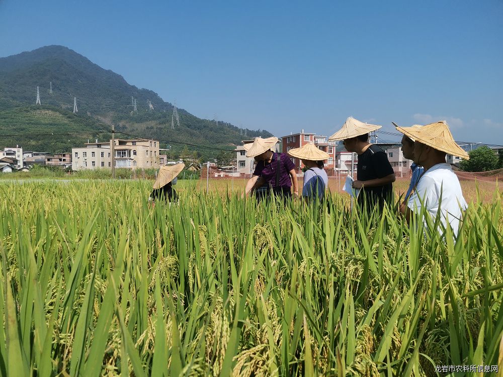 省科技厅支持设区市农科院所农业引导性项目 “籼型糯稻不育系的选育”通过第二阶段现场验收