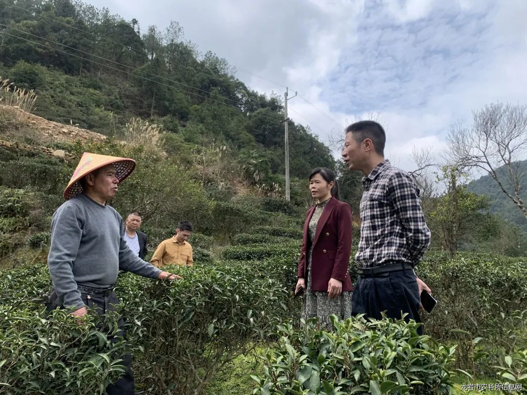 我所茶叶组一行到南阳镇调研“上杭观音”茶树种质资源保护情况