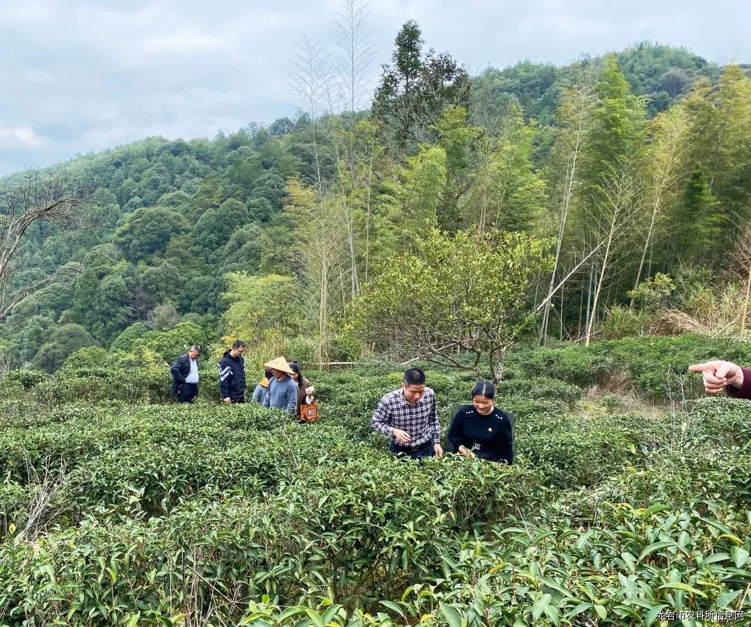 我所茶叶组一行到南阳镇调研“上杭观音”茶树种质资源保护情况